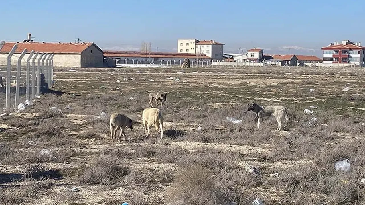 Karatay'da Yaşanan Köpek Saldırısının Ardından Sahipsiz Hayvanlar Toplanıyor!