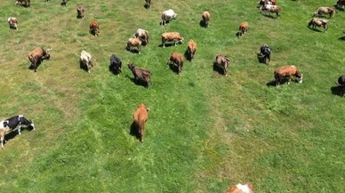 Hayvancılık destekleri için son başvuru tarihi yaklaşıyor