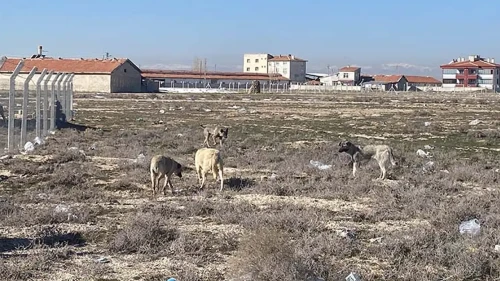 Karatay'da Yaşanan Köpek Saldırısının Ardından Sahipsiz Hayvanlar Toplanıyor!