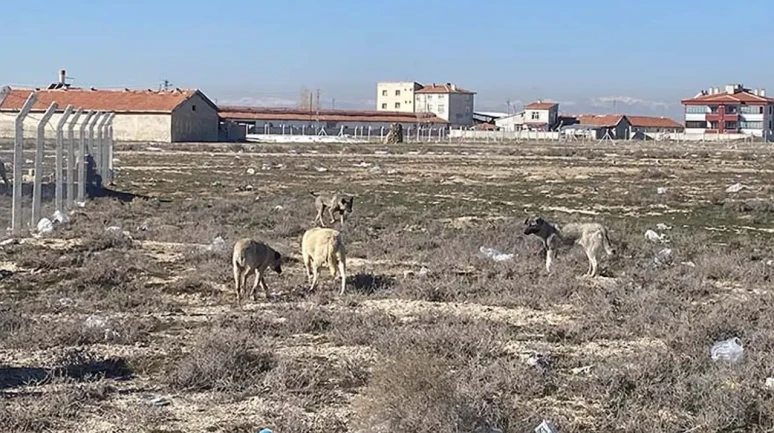 Karatay'da Yaşanan Köpek Saldırısının Ardından Sahipsiz Hayvanlar Toplanıyor!